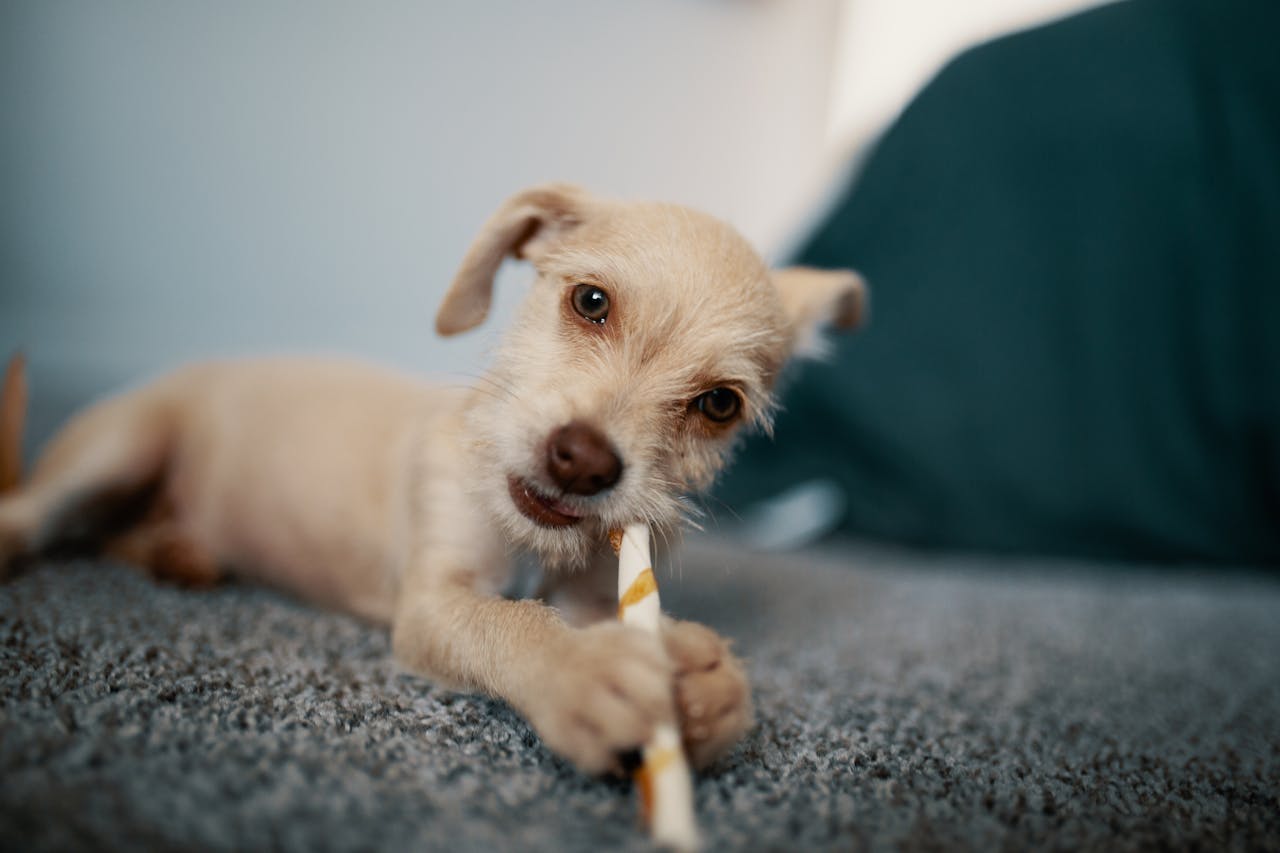 Gelukkige pup die speelt op een tapijt