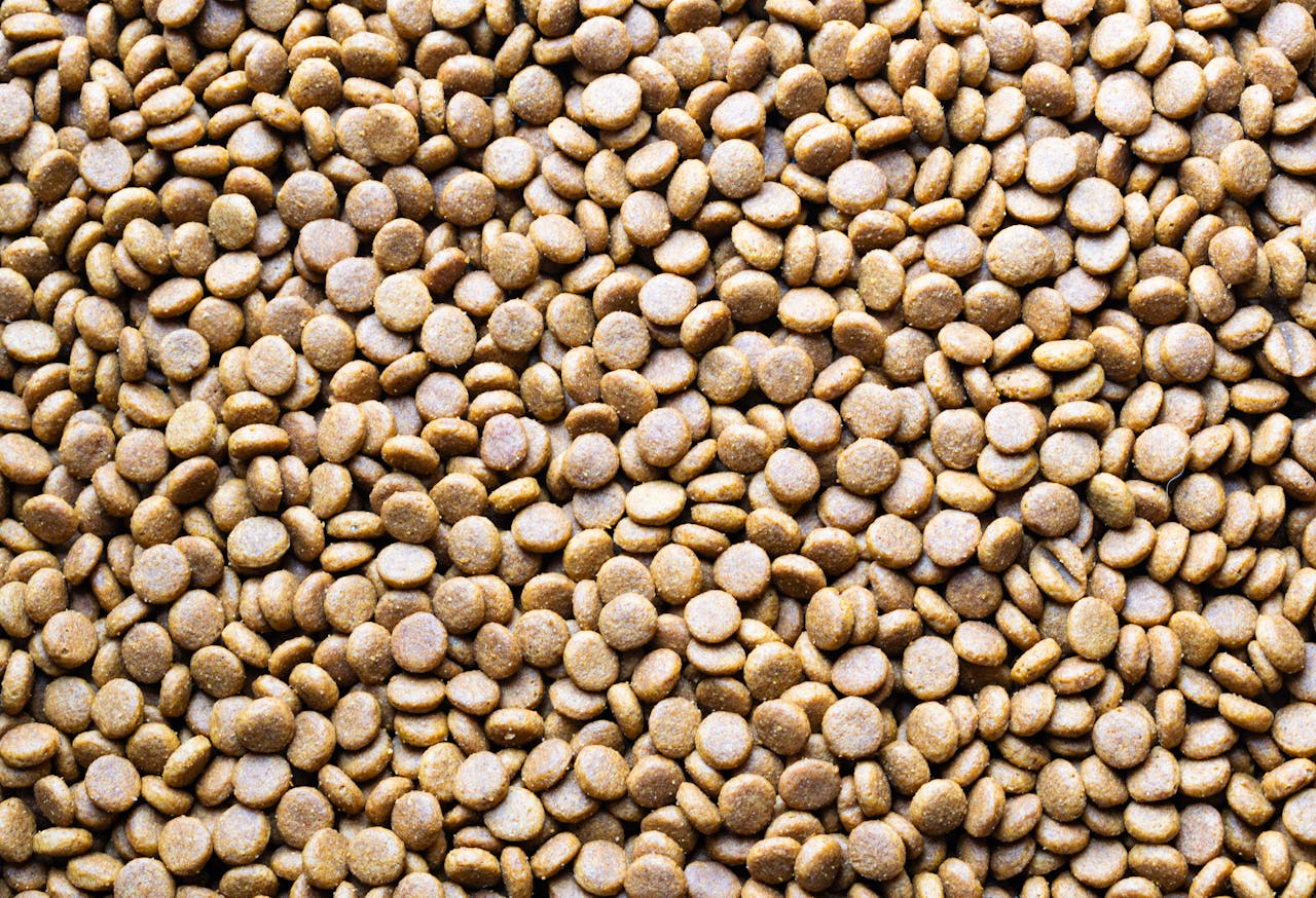 A detailed macro shot of scattered dog food pellets, perfect for pet care themes.