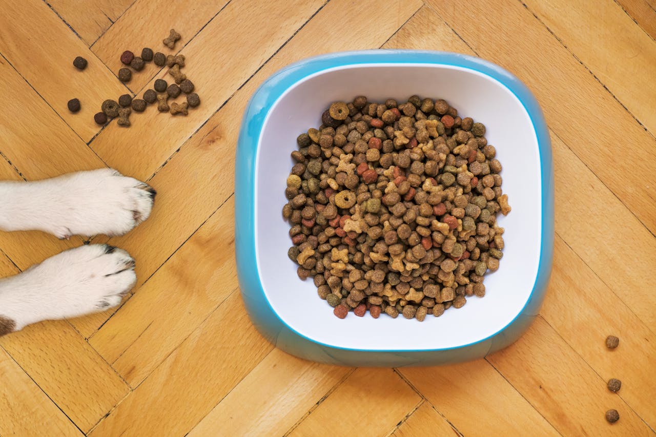 Crafting Captivating Headlines: Your awesome post title goes here A dog's paws beside a kibble-filled bowl on a wooden floor, shot from above.