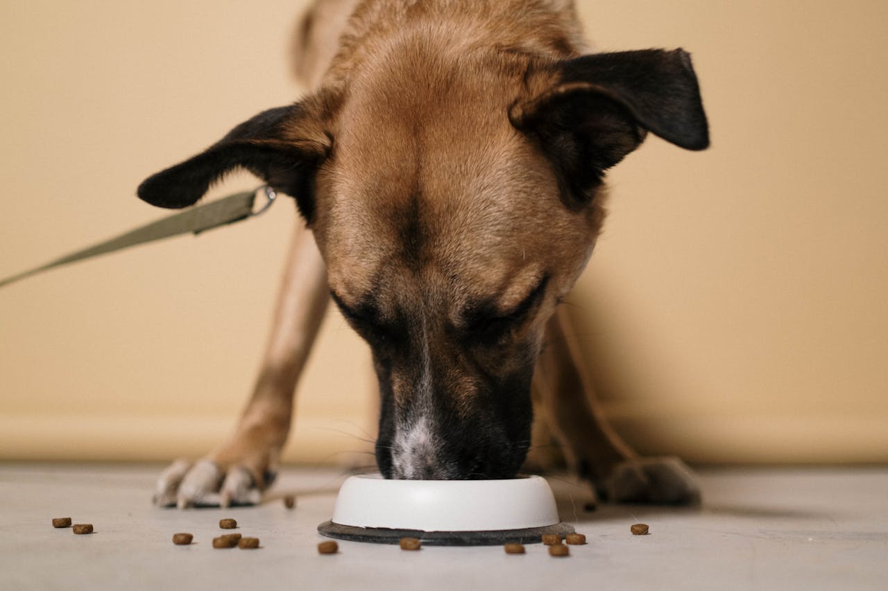 Gezonde hond eet uit een witte voerbak